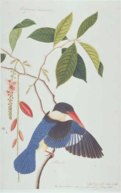 Black-capped Kingfisher, Malacca, early 19th century, watercolour on paper