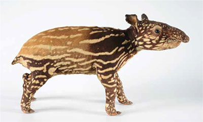 Juvenile Malayan Tapir gaining adult colours (Tapirus Indicus), Sumatra, collected 1913, photo by Tan Heok Hui