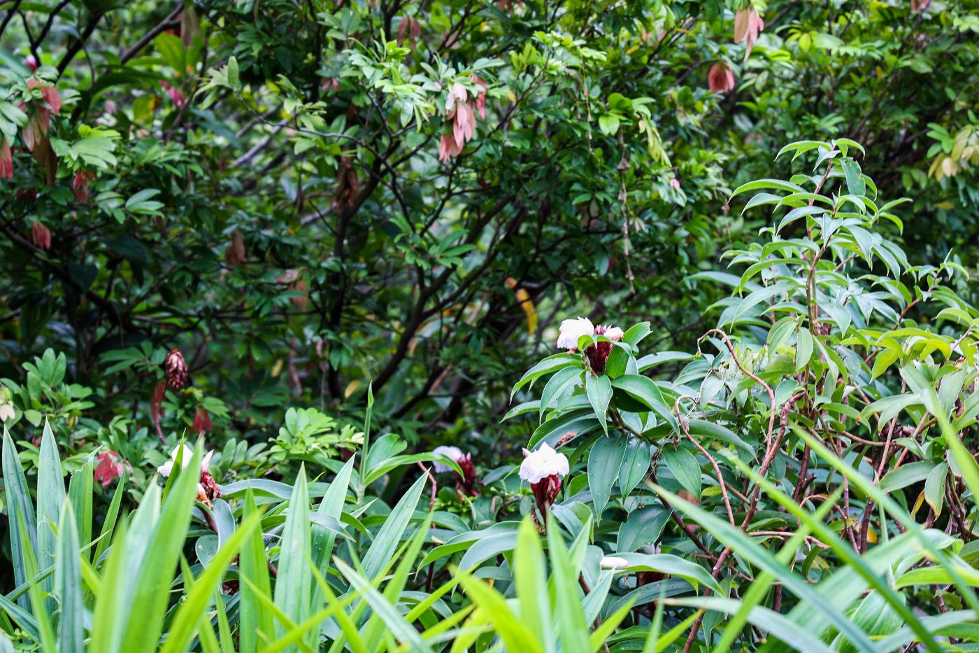 Through Nature: A Bras Basah.Bugis Edition