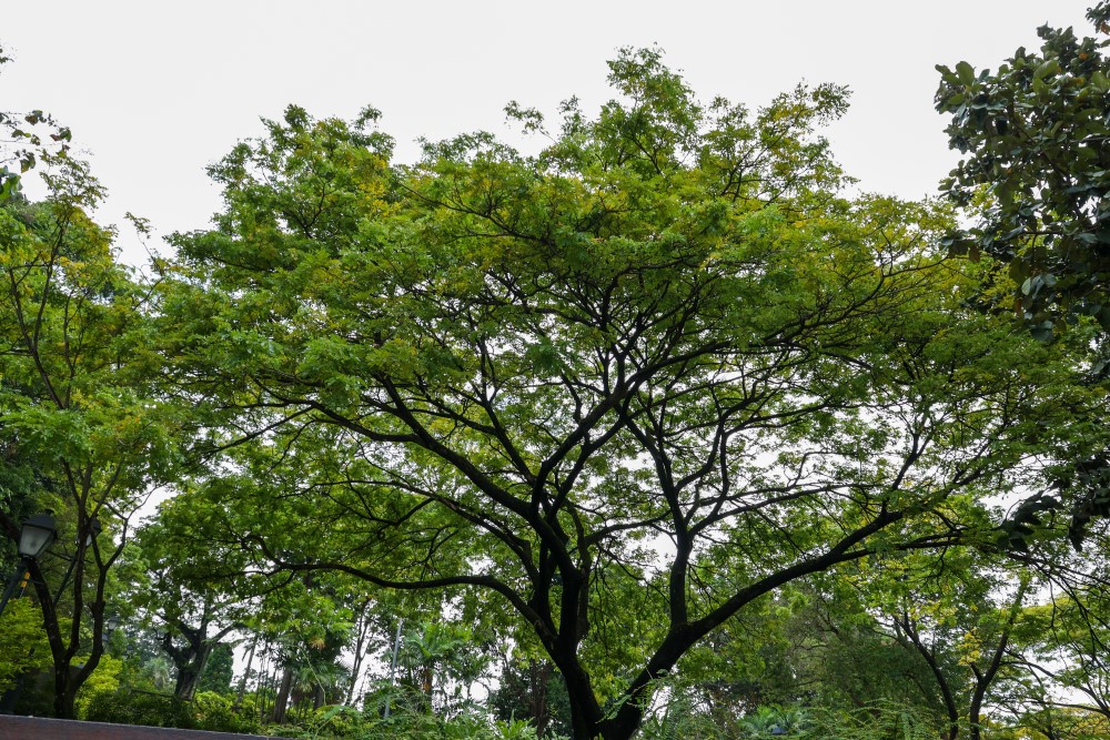 Through Nature: A Bras Basah.Bugis Edition