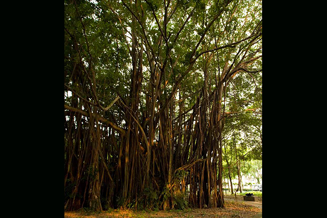 This Malayan Banyan or Jejawi tree