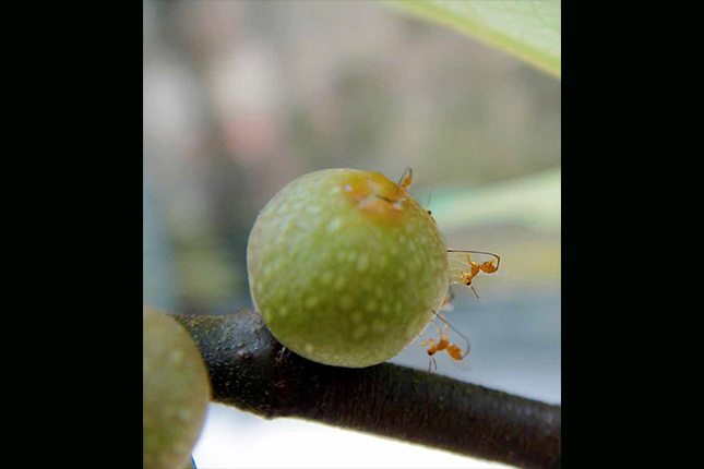 tiny wasps with long ovipositors