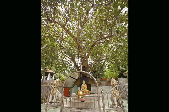 Bodhi Tree (Ficus Religiosa) at a Burmese Temple