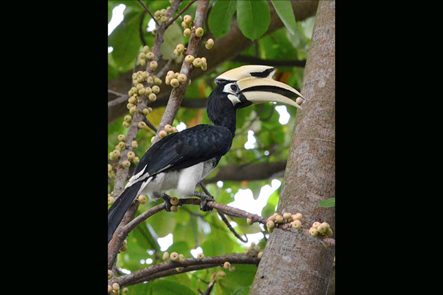 Oriental Pied Hornbills