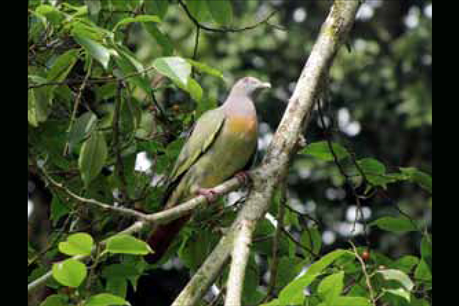 Pink-necked green pigeons