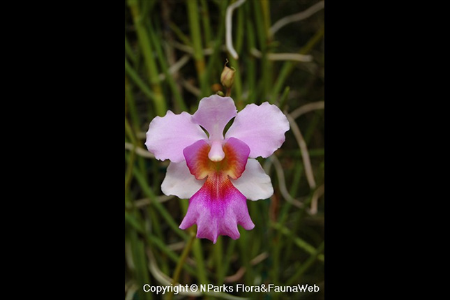 Vanda Ms Joaquim