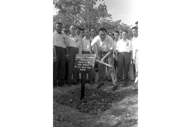 Lee Kuan Yew Planting a Mempat
