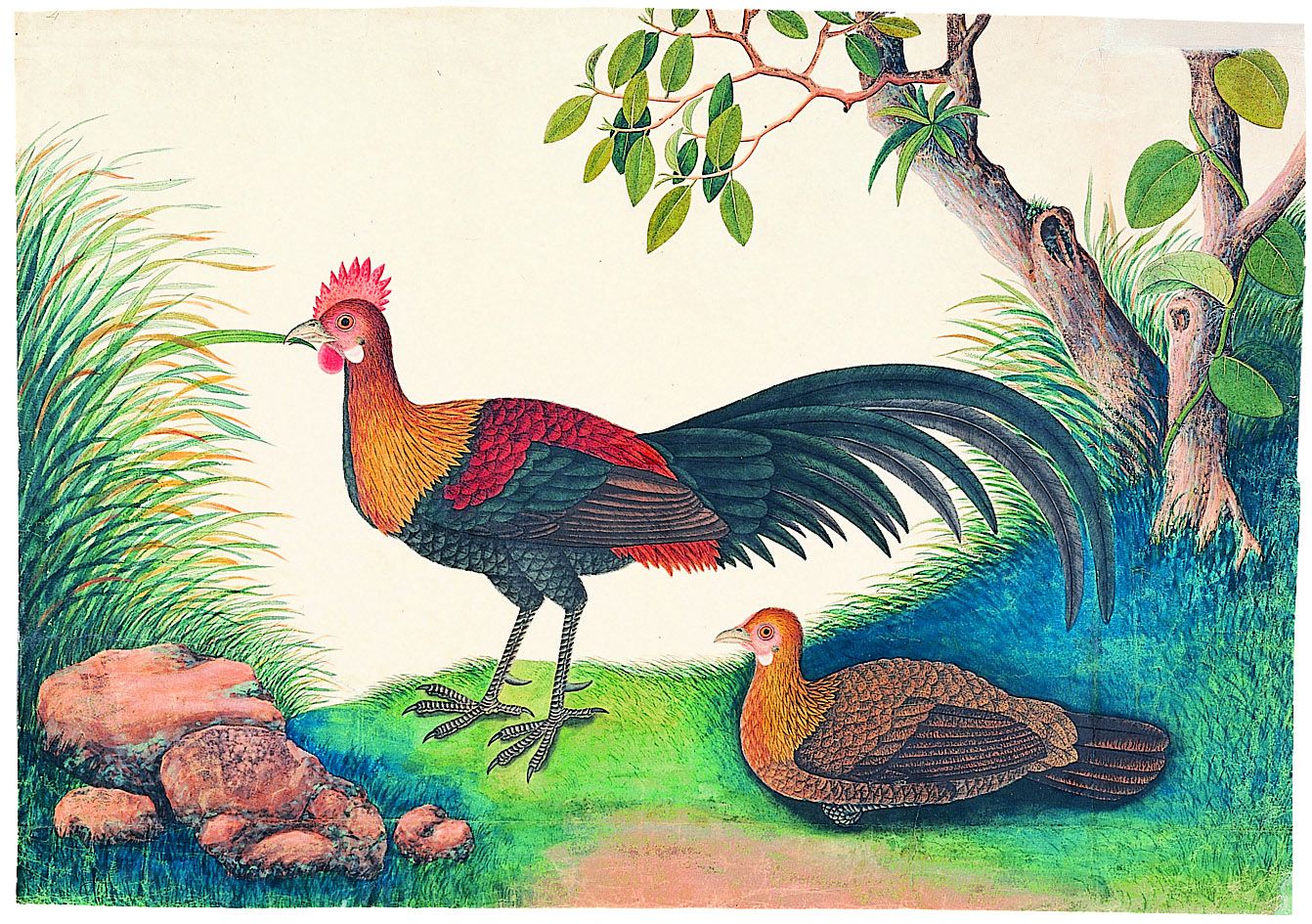 red jungle fowl