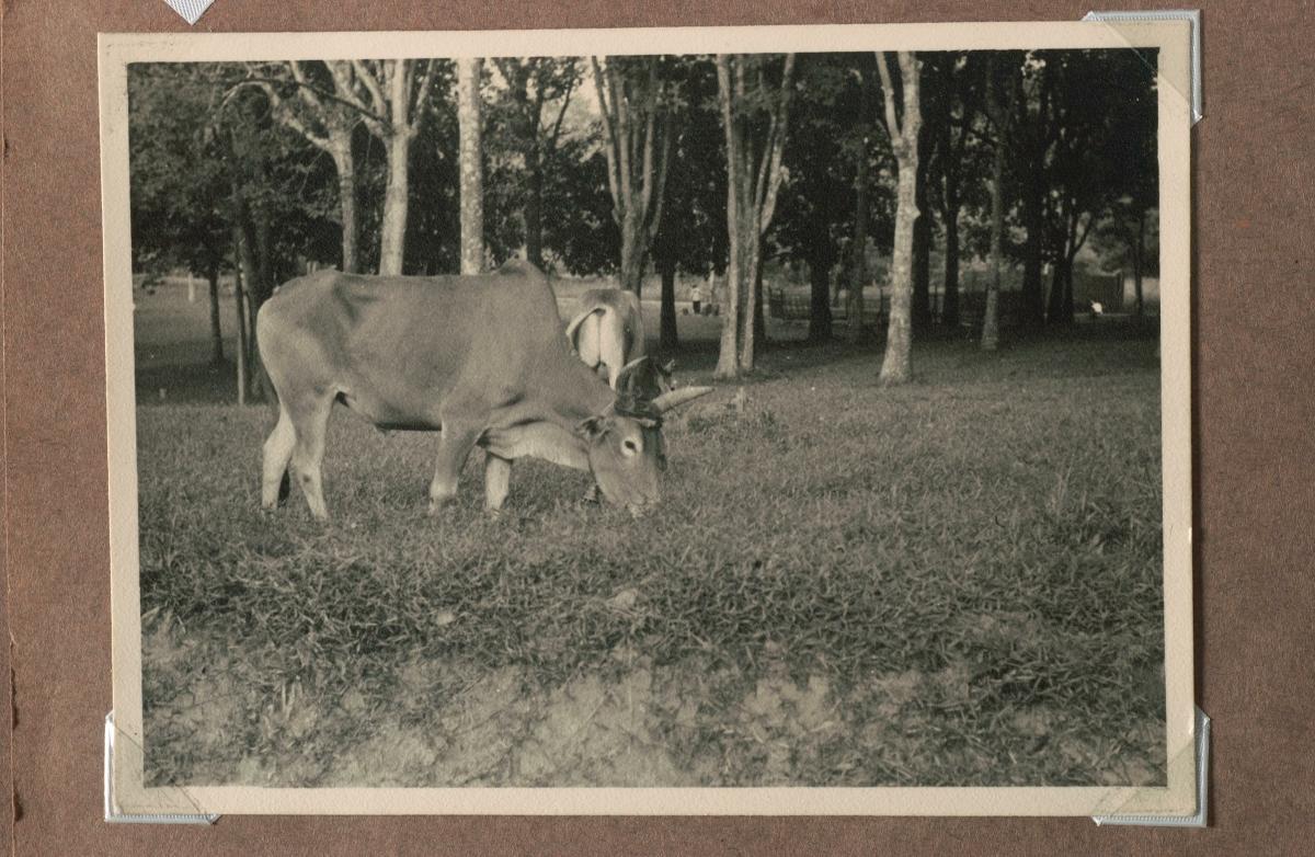 A bull on Pulau Blakang Mati (Sentosa)