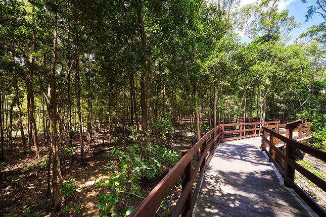 Mangrove Forest 1