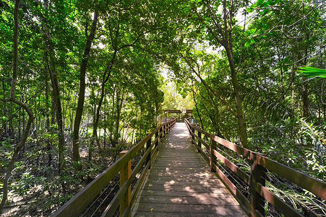 Mangrove Forest 2