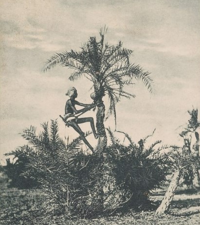 worker climbing coconut tree