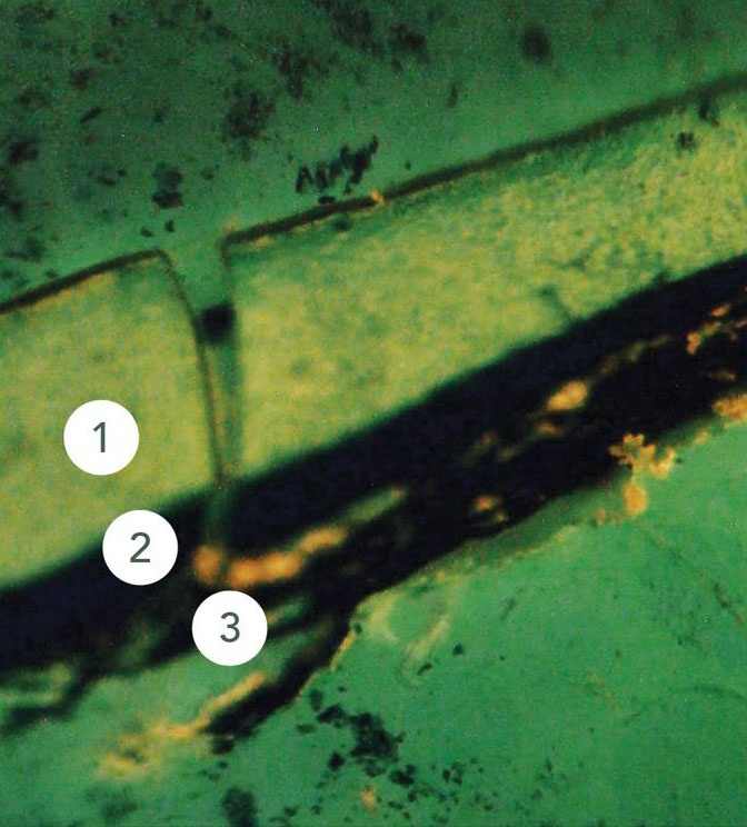 Cross-section of the fragment under blue light after staining