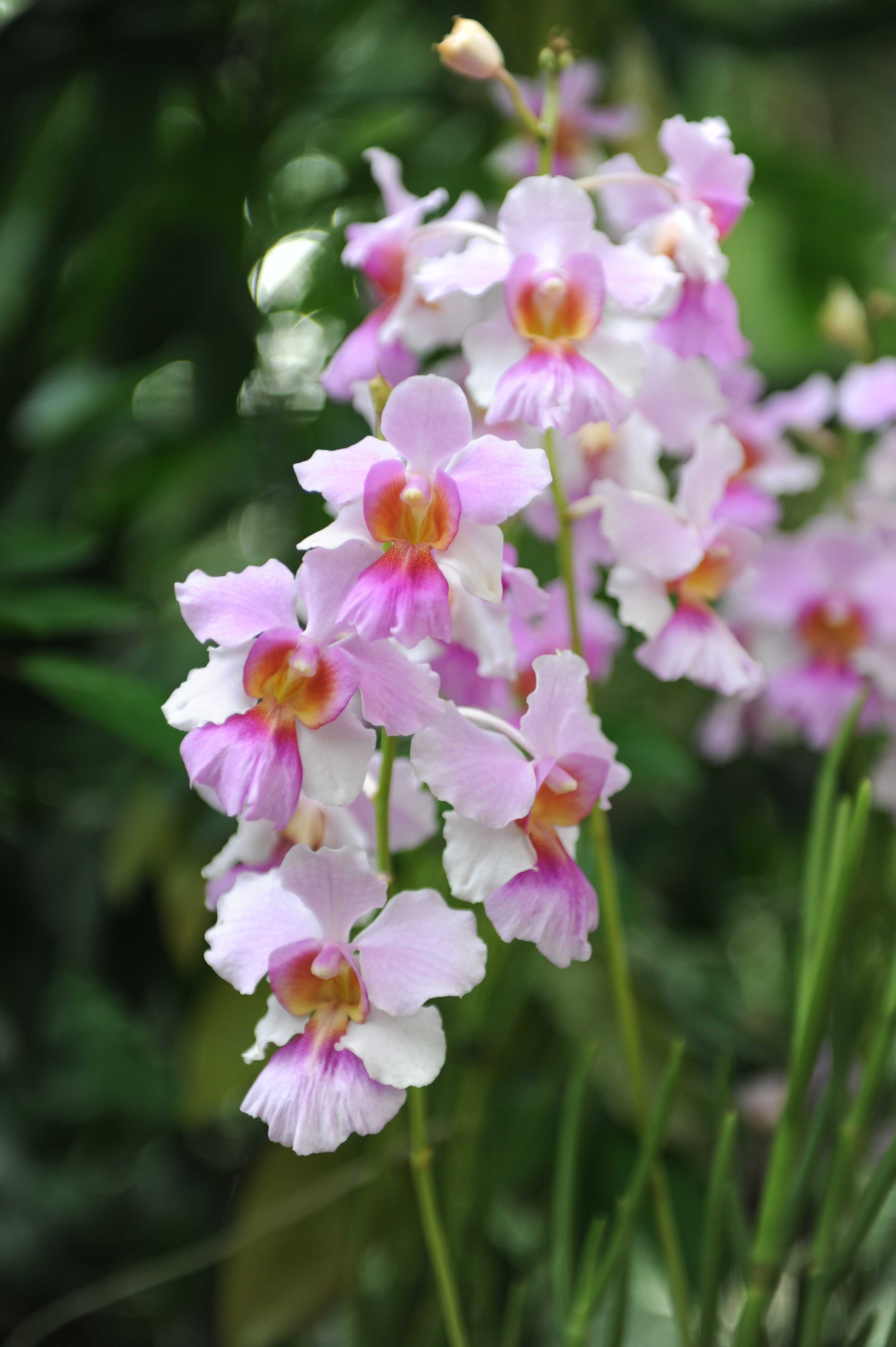 Vanda Miss Joaquim, the national flower of Singapore.<br/>Credit: National Parks Board