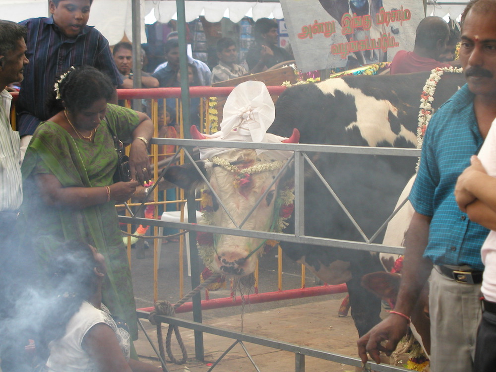 Live cows and calves are brought in to Campbell lane, for visitors to interact with and to learn more about the practices and significance of cattle in the Pongal festival.