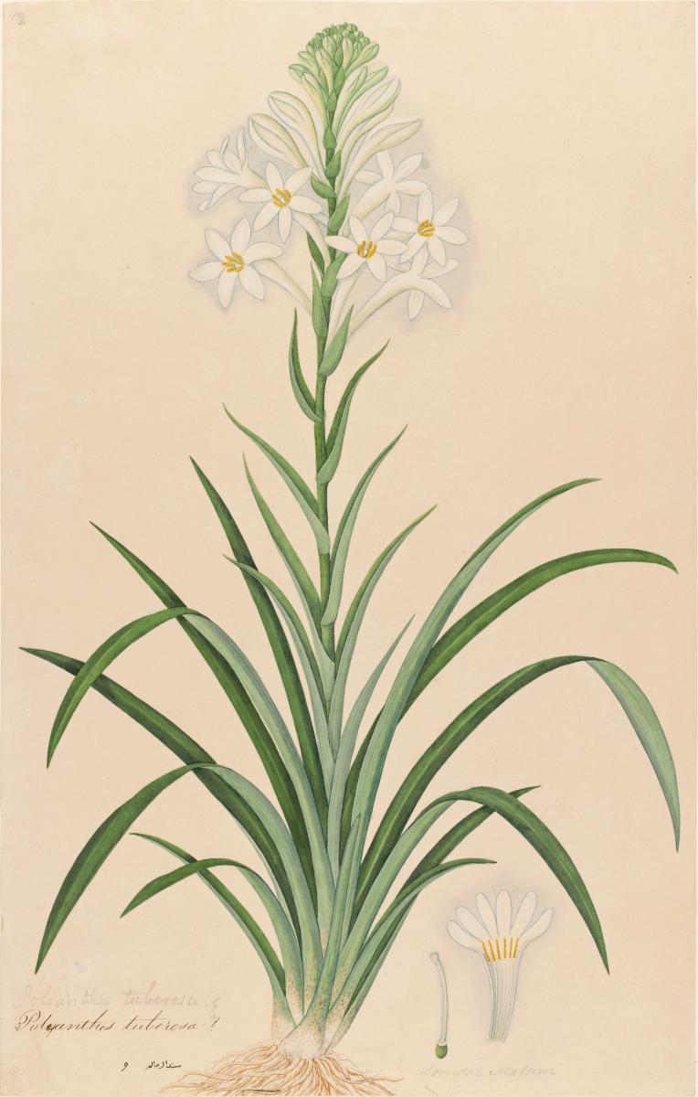 Tuberose, William Farquhar Collection of Natural History Drawings