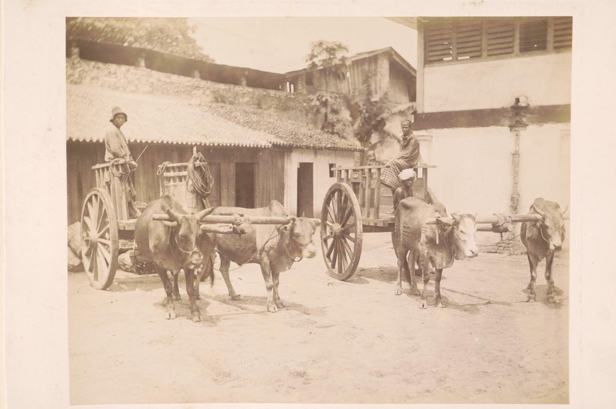 Bullock carts