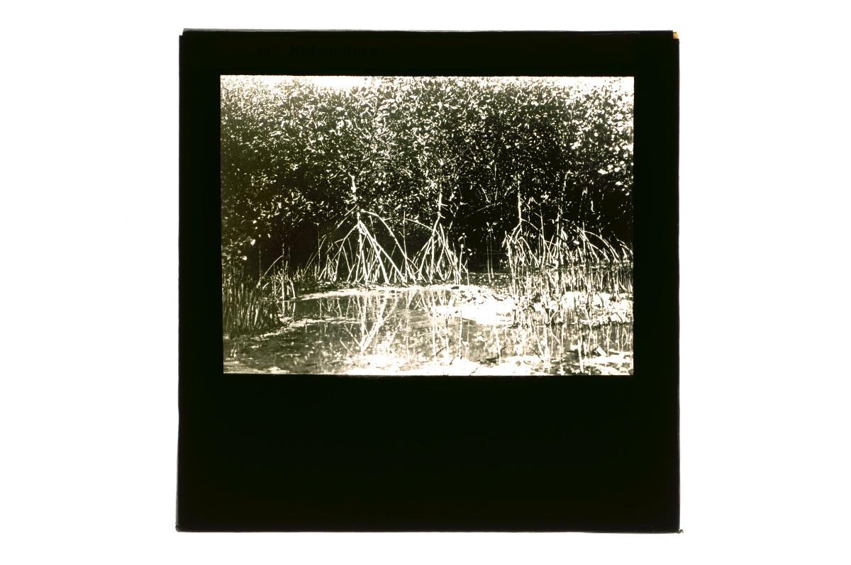 A glass lantern slide depicting a mangrove swamp