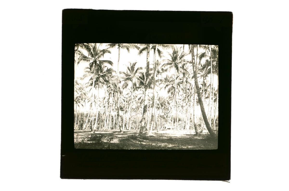 a-glass-lantern-slide-depicting-a-female-plantation-worker