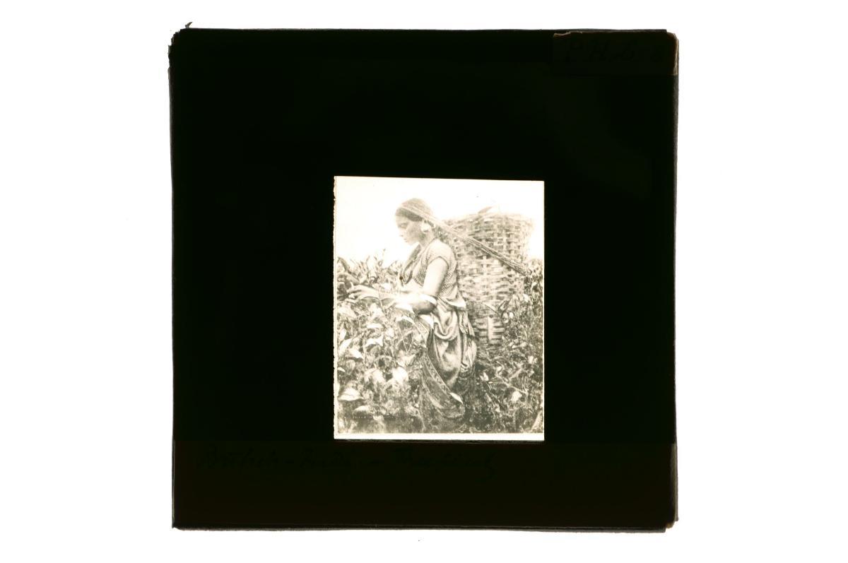 a-glass-lantern-slide-depicting-a-female-plantation-worker