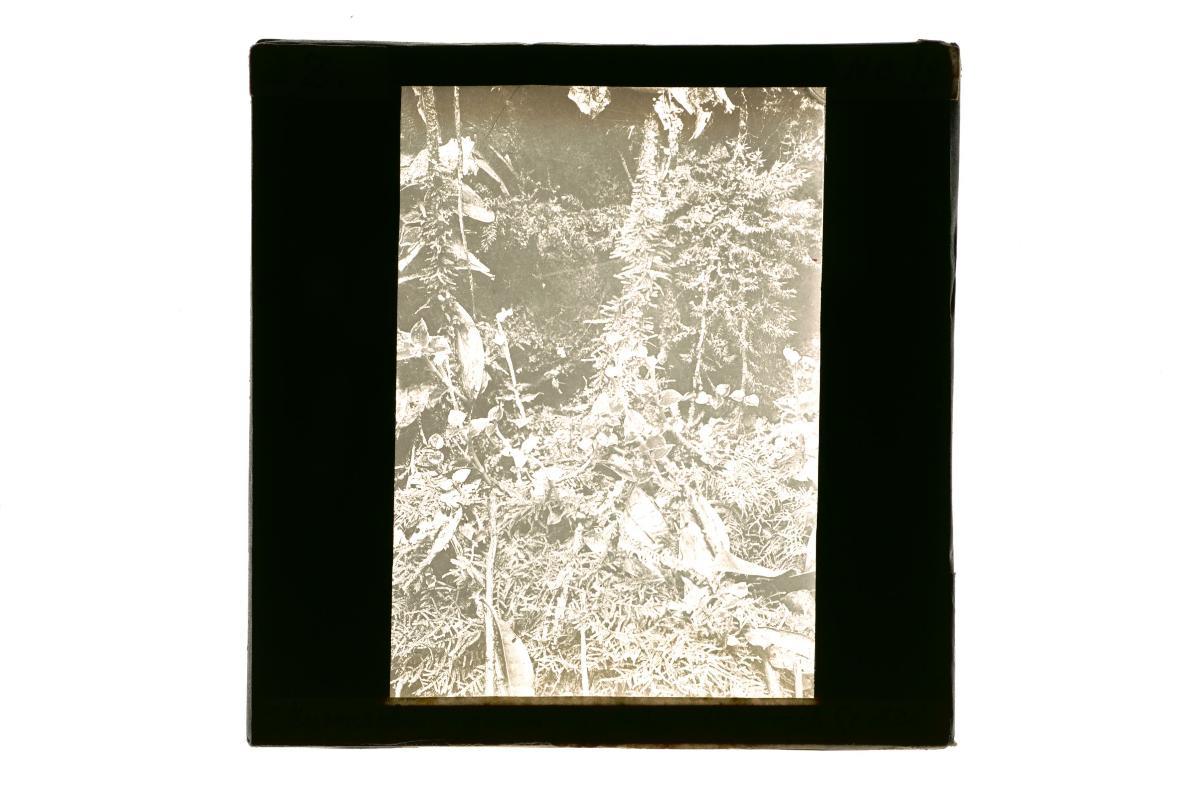A glass lantern slide depicting dense forest vegetation