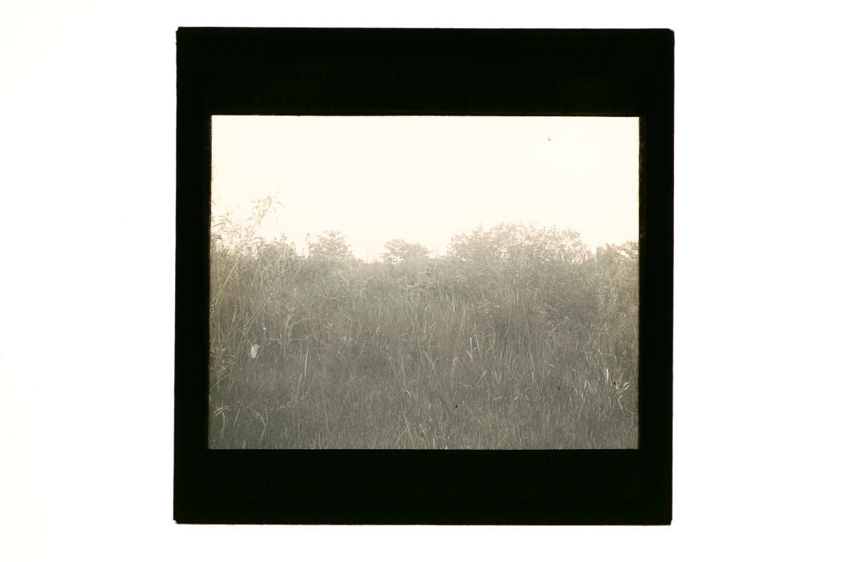 A glass lantern slide depicting dense forest vegetation