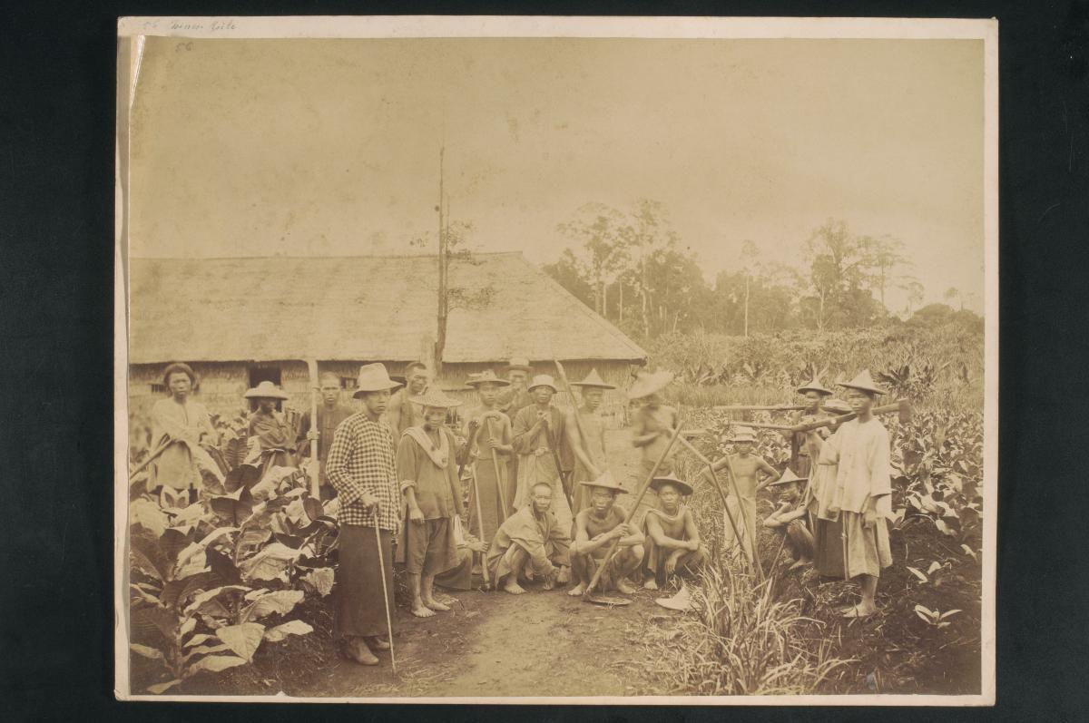 Workers in plantation
