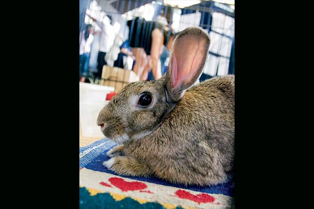 to a hare raising good year 1