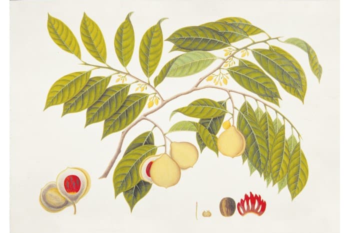 <strong>Nutmeg (Myristica fragrans), c. 1803-1818</strong><br>
<em>National Museum of Singapore Collection, William Farquhar Collection of Natural History Drawings. Gift of G K Goh.</em>