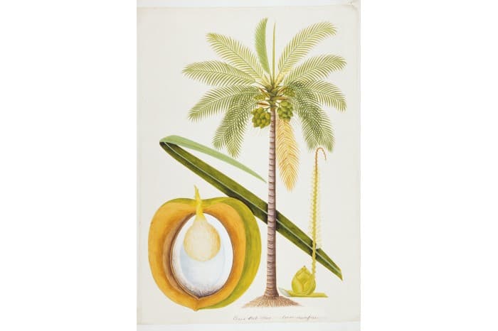 <strong>Coconut (Cocos nucifera), c. 1803-1818</strong><br>
<em>National Museum of Singapore Collection, William Farquhar Collection of Natural History Drawings. Gift of G K Goh.</em>