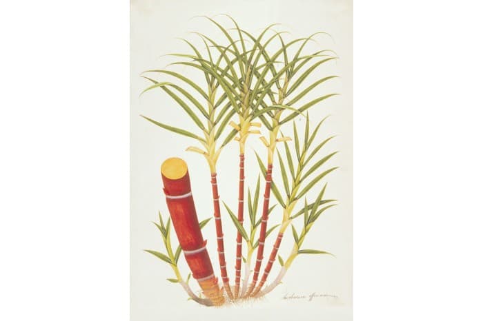 <strong>Sugar cane (Saccharum officinarum), c. 1803-1818</strong><br>
<em>National Museum of Singapore Collection, William Farquhar Collection of Natural History Drawings. Gift of G K Goh.</em>