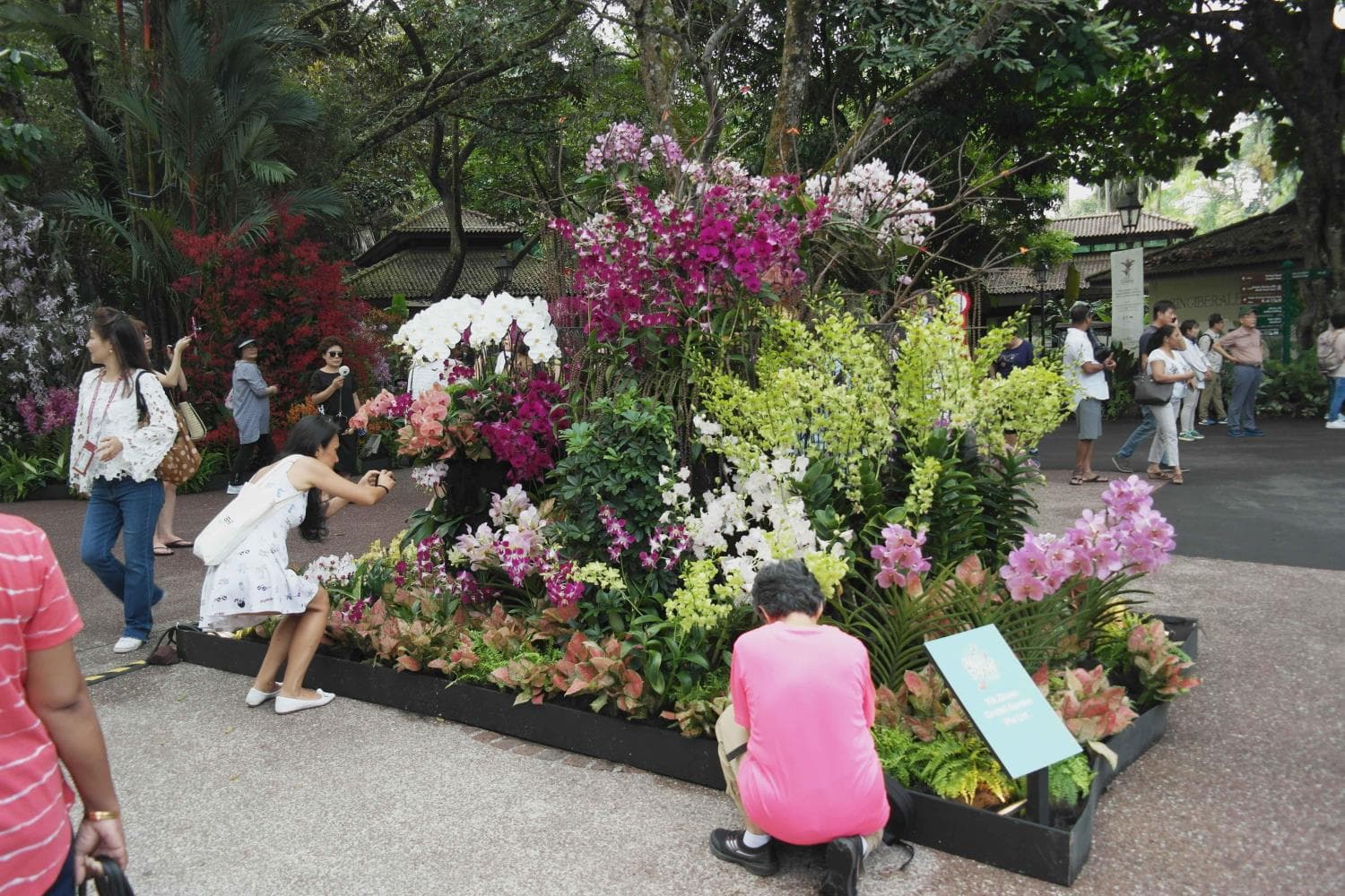 Orchid Cultivation