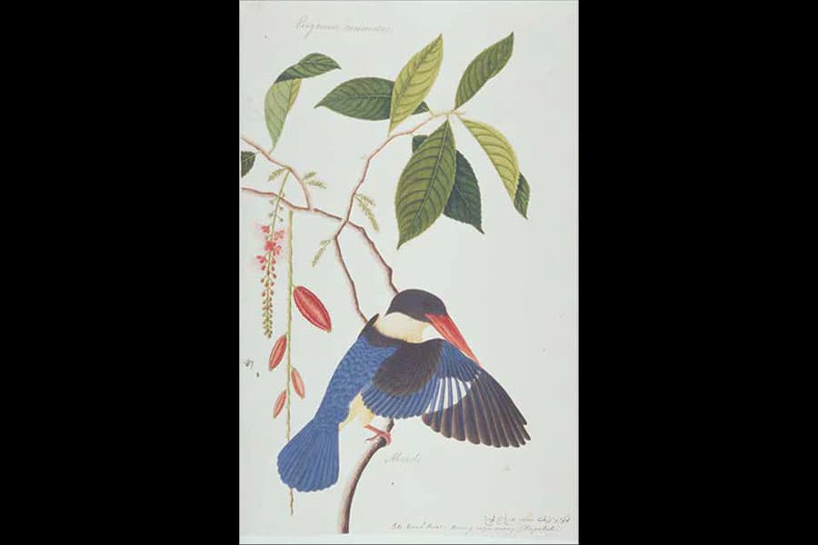<strong><a href="/stories-landing/stories/the-singapore-story-through-60-objects/colonial/black-capped-kingfisher/story"><strong>Black-capped Kingfisher, Malacca, early 19th century, watercolour on paper.</strong><br>
William Farquhar Collection of Natural History Drawings, gift of G. K. Goh, collection of National Museum of Singapore.</a></strong>