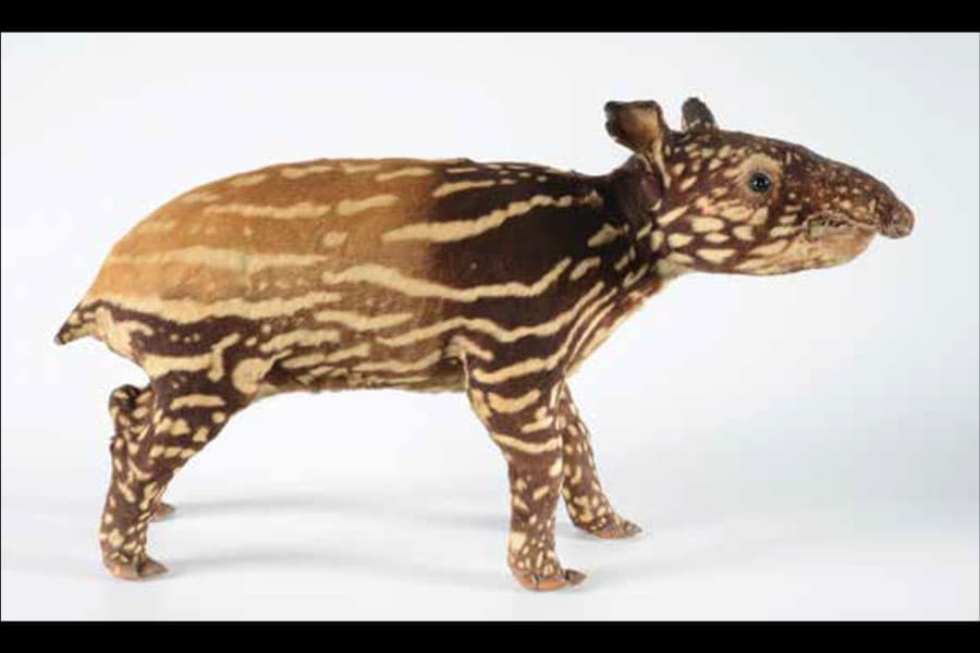 <strong><a href="/stories-landing/stories/the-singapore-story-through-60-objects/colonial/tapir/story"><strong>Juvenile Malayan Tapir gaining adult colours (Tapirus Indicus), Sumatra, collected 1913, photo by Tan Heok Hui.</strong><br>
The former Raffles Library and Museum Natural History Collection, collection of Lee Kong Chian Natural History Museum.</a></strong>
