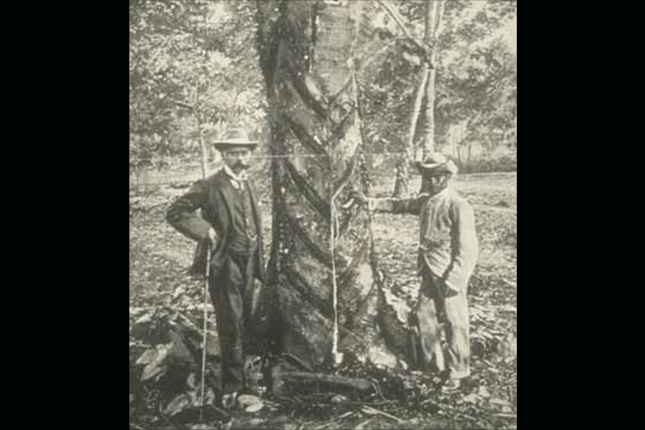 the singapore botanic gardens a living and growing heritage 7