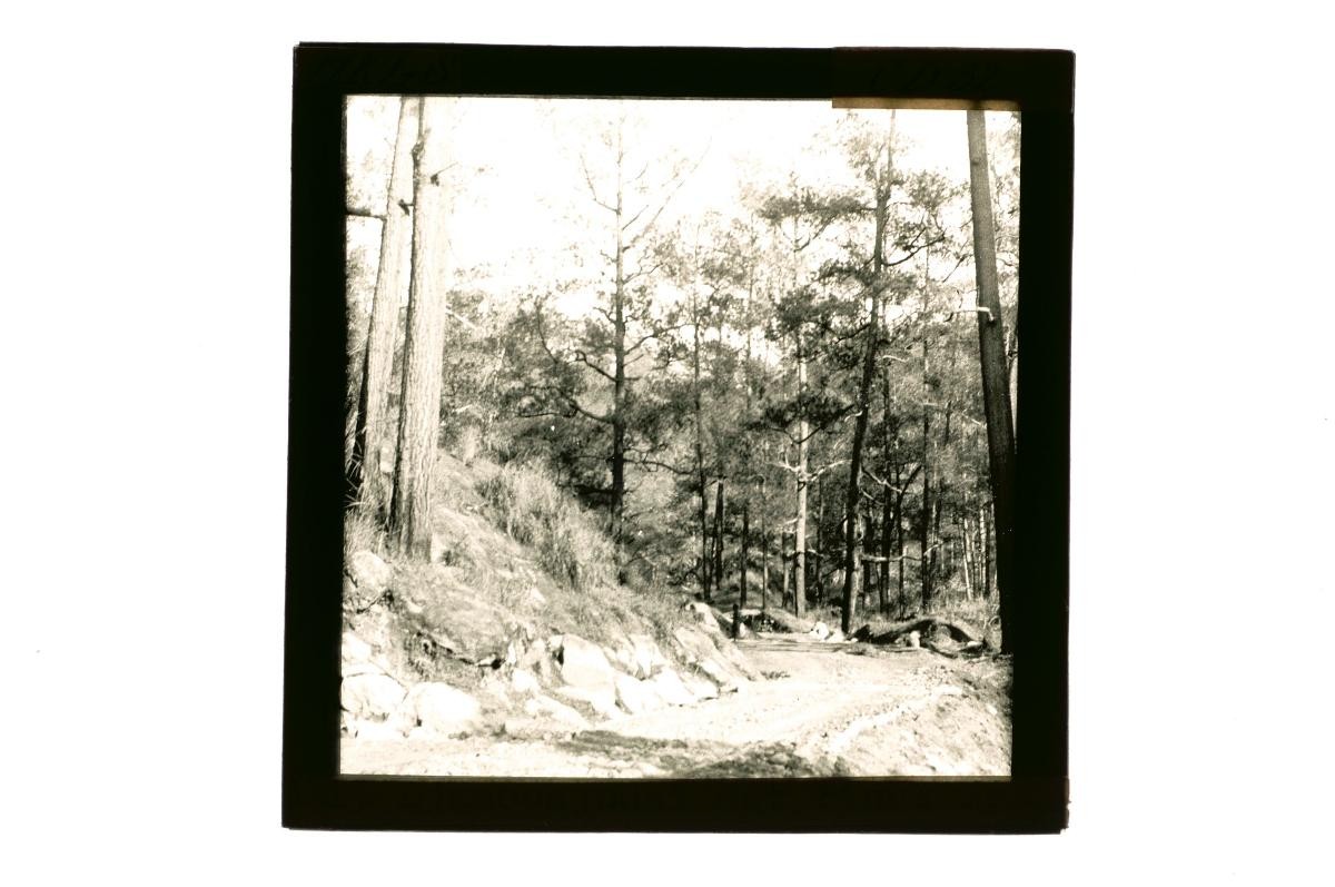 A glass lantern slide depicting a forest