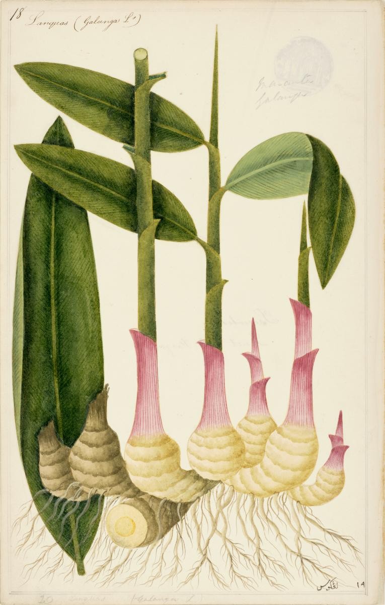 Galingale, William Farquhar Collection of Natural History Drawings