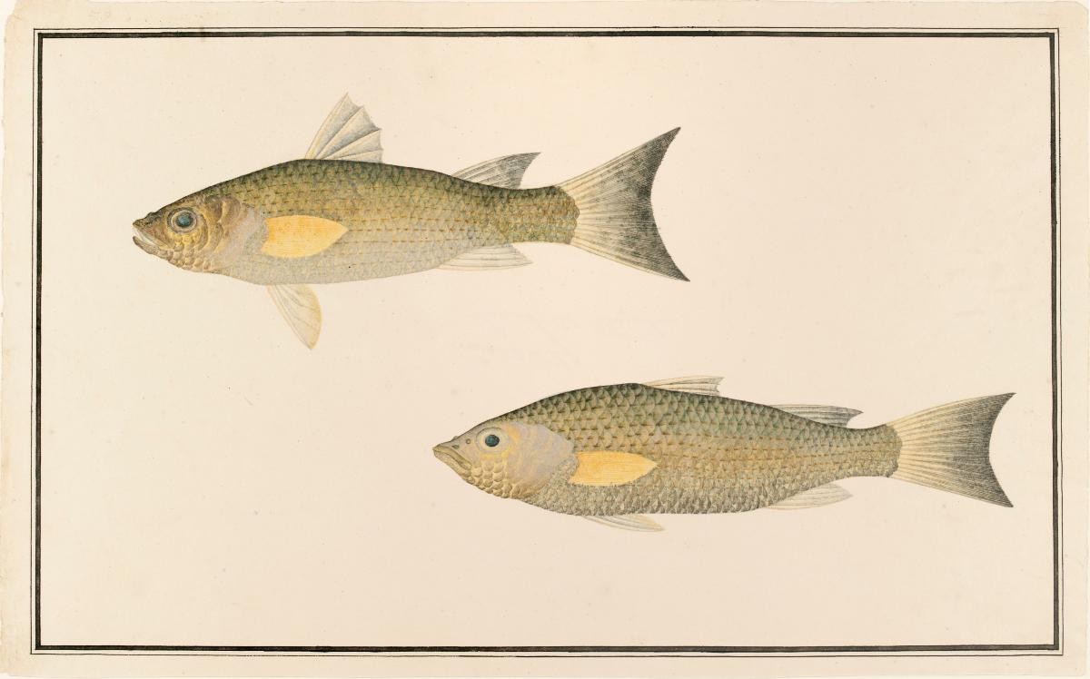 Grey Mullet, William Farquhar Collection of Natural History Drawings
