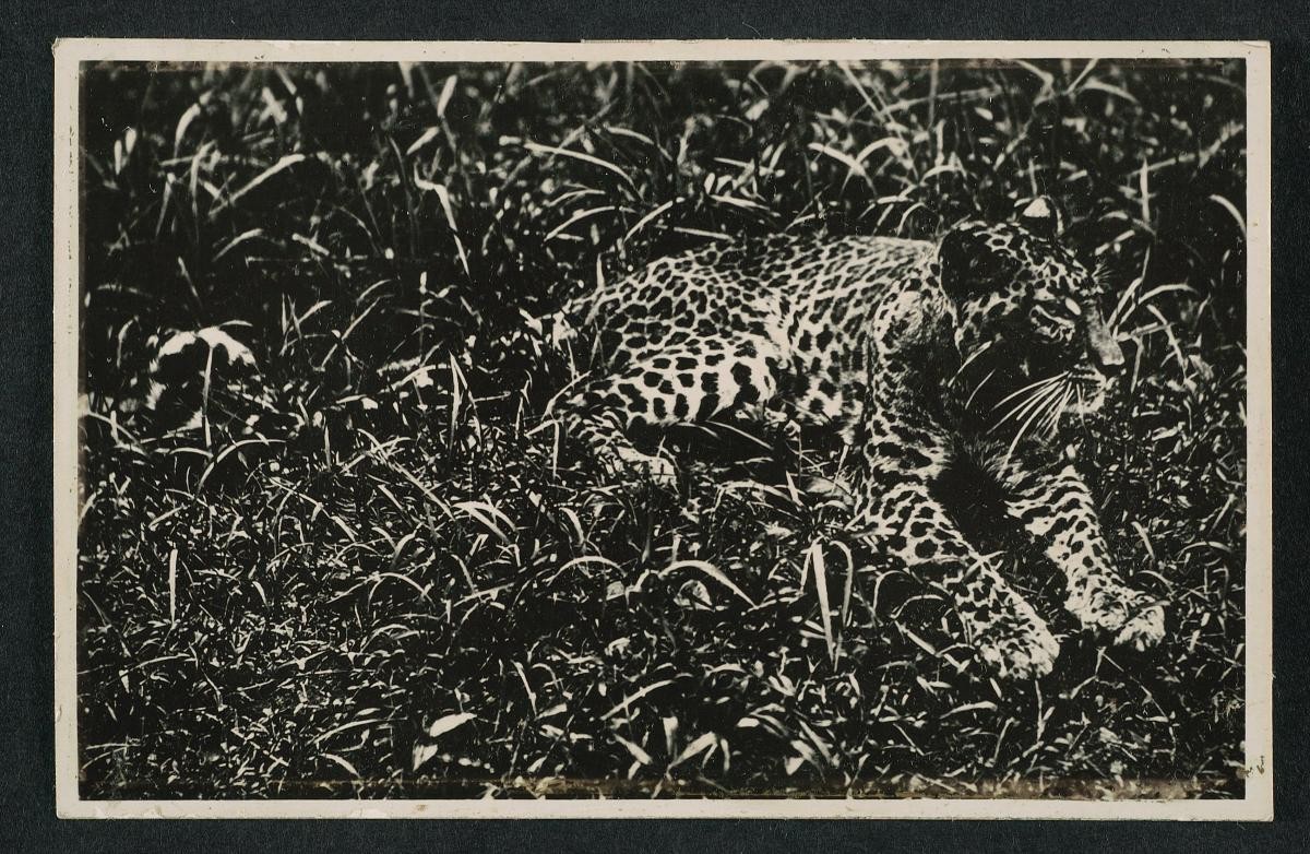 A leopard