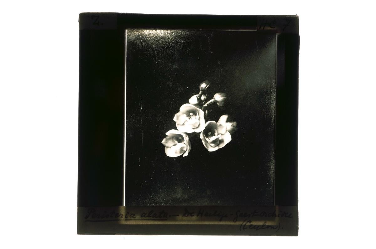 A glass lantern slide depicting flowers