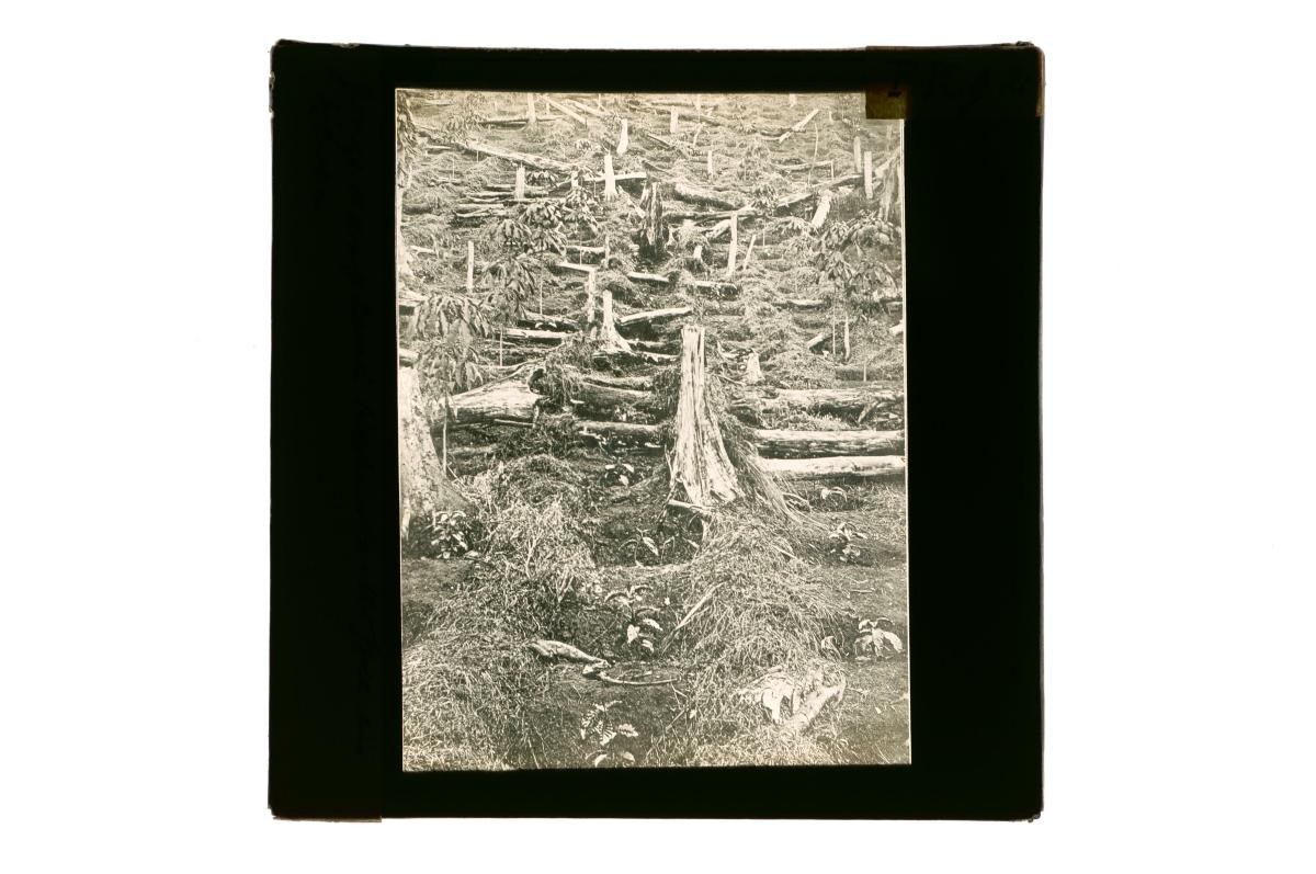 A glass lantern slide depicting land clearance