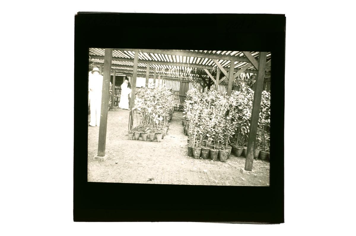 A glass lantern slide depicting a view of a nursery