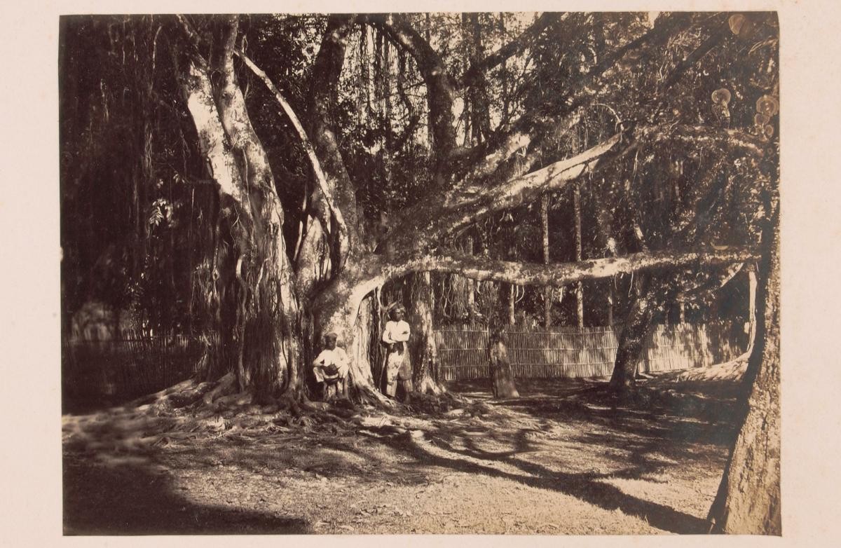 Waringin tree in the Botanic Gardens, Buitenzorg (Bogor)