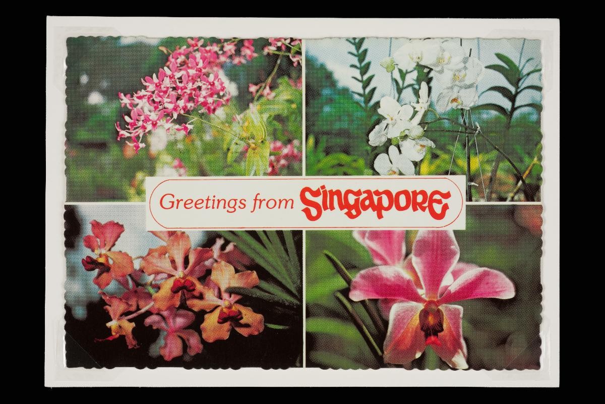 Hybrid orchids
