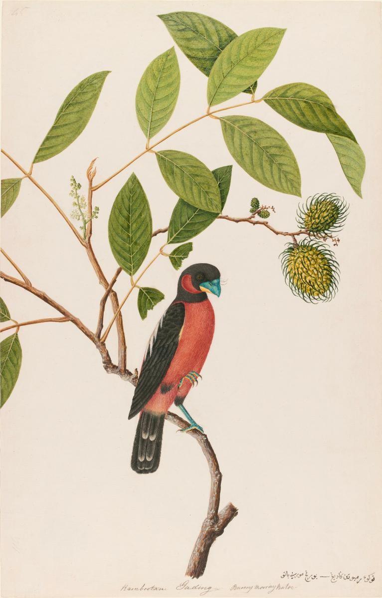 Black and red broadbill, William Farquhar Collection of Natural History Drawings