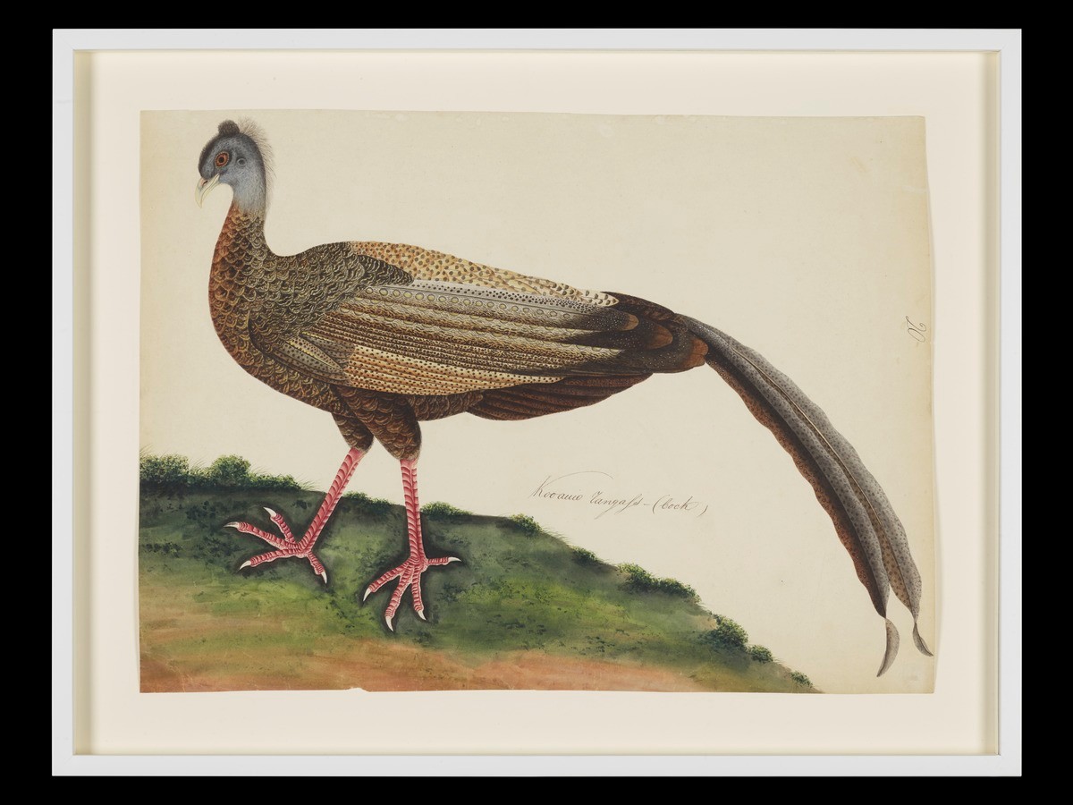 Great Argus Pheasant, William Farquhar Collection of Natural History Drawings