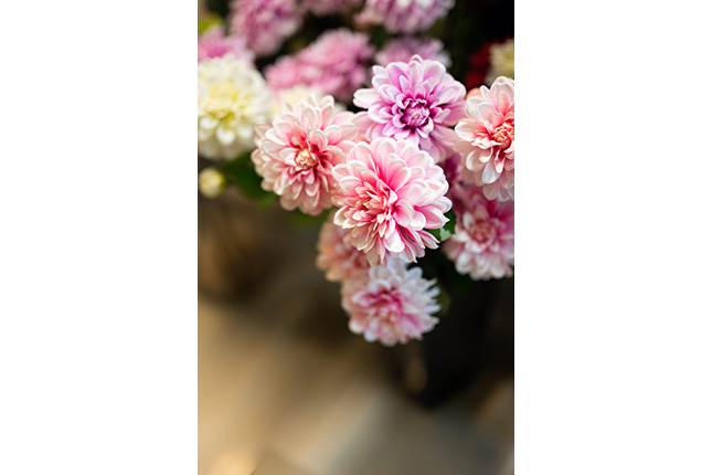 Product 3 of Ming Sing Flowers