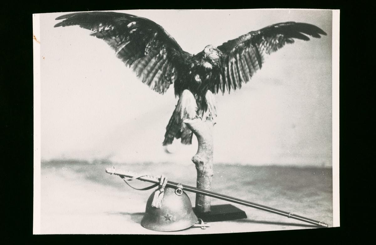 Eagle