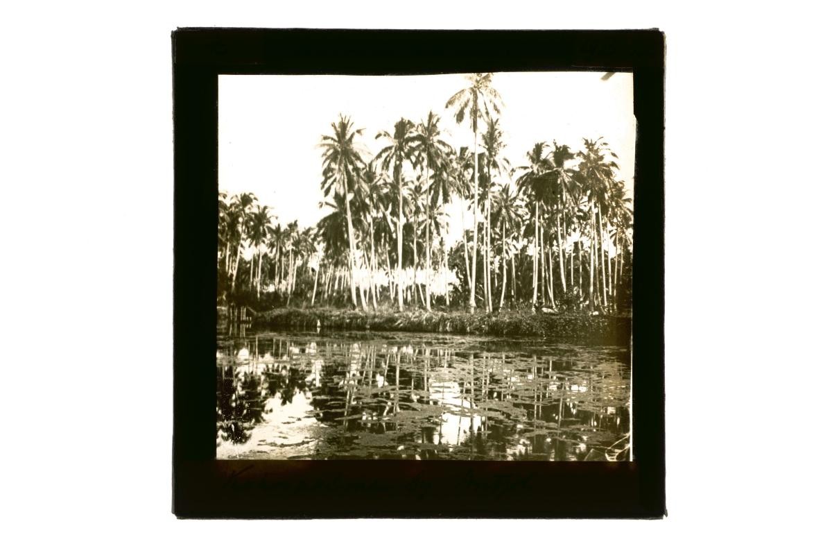 A glass lantern slide depicting a view of a plantation