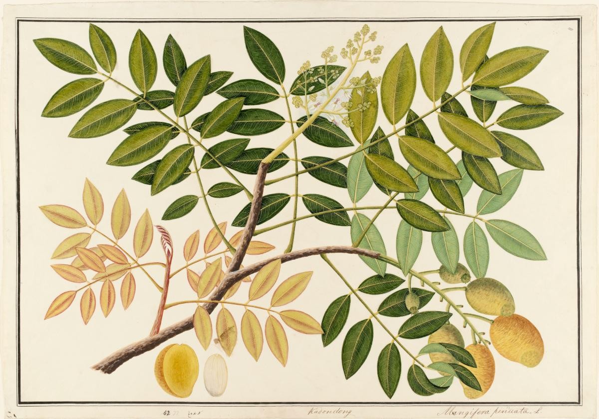 Hog- Plum, William Farquhar Collection of Natural History Drawings